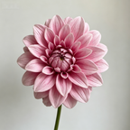 Purple-pink waterfall bouquet