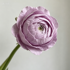 Purple-pink waterfall bouquet