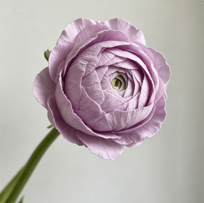 Purple-pink waterfall bouquet